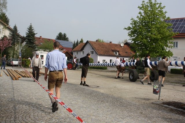 Maibaum 2013